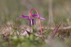 Erythronium dens-canis (Liliaceae)  - Érythrone dent-de-chien, Érythronium dent-de-chien, Dent-de-chien - Dog's-tooth-violet Cantal [France] 30/04/2009 - 1180m