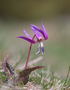 Erythronium dens-canis (Liliaceae)  - Érythrone dent-de-chien, Érythronium dent-de-chien, Dent-de-chien - Dog's-tooth-violet Cantal [France] 30/04/2009 - 1200m