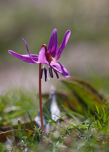 Erythronium dens-canis (Liliaceae)  - Érythrone dent-de-chien, Érythronium dent-de-chien, Dent-de-chien - Dog's-tooth-violet Cantal [France] 30/04/2009 - 1210m