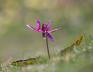 Erythronium dens-canis (Liliaceae)  - Érythrone dent-de-chien, Érythronium dent-de-chien, Dent-de-chien - Dog's-tooth-violet Cantal [France] 30/04/2009 - 1200m