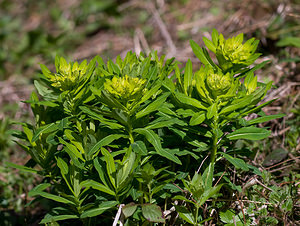 Euphorbia hyberna (Euphorbiaceae)  - Euphorbe d'Irlande - Irish Spurge  [France] 24/04/2009 - 960m