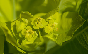 Euphorbia hyberna (Euphorbiaceae)  - Euphorbe d'Irlande - Irish Spurge  [France] 24/04/2009 - 960m