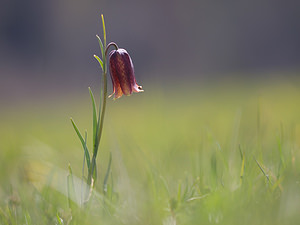 Fritillaria pyrenaica (Liliaceae)  - Fritillaire des Pyrénées, Fritillaire noire - Pyrenean Snake's-head Aude [France] 24/04/2009 - 870m