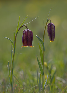 Fritillaria pyrenaica (Liliaceae)  - Fritillaire des Pyrénées, Fritillaire noire - Pyrenean Snake's-head Aude [France] 24/04/2009 - 870m