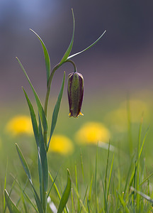 Fritillaria pyrenaica (Liliaceae)  - Fritillaire des Pyrénées, Fritillaire noire - Pyrenean Snake's-head Aude [France] 24/04/2009 - 870m