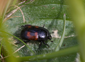 Hister quadrimaculatus (Histeridae)  - Hister à quatre tâches Aude [France] 27/04/2009 - 310m