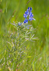 Lupinus angustifolius (Fabaceae)  - Lupin à feuilles étroites, Lupin bleu - Narrow-leaved Lupin Aude [France] 25/04/2009 - 380m