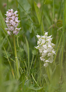 Neotinea lactea (Orchidaceae)  - Néotinée lactée, Orchis laiteux, Orchis lacté Aude [France] 25/04/2009 - 390m