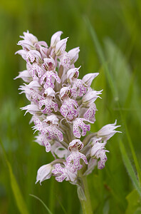 Neotinea lactea (Orchidaceae)  - Néotinée lactée, Orchis laiteux, Orchis lacté Aude [France] 25/04/2009 - 390m