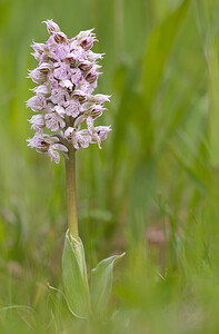 Neotinea lactea (Orchidaceae)  - Néotinée lactée, Orchis laiteux, Orchis lacté Aude [France] 25/04/2009 - 390m