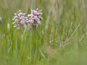 Neotinea lactea (Orchidaceae)  - Néotinée lactée, Orchis laiteux, Orchis lacté Aude [France] 25/04/2009 - 380m