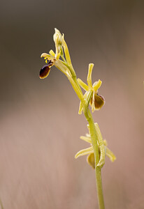 Ophrys araneola sensu auct. plur. (Orchidaceae)  - Ophrys litigieux Pas-de-Calais [France] 13/04/2009 - 160m