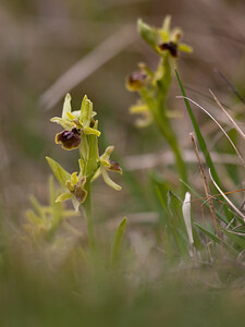 Ophrys araneola sensu auct. plur. (Orchidaceae)  - Ophrys litigieux Pas-de-Calais [France] 13/04/2009 - 160m