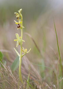 Ophrys araneola sensu auct. plur. (Orchidaceae)  - Ophrys litigieux Pas-de-Calais [France] 13/04/2009 - 170m