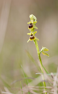 Ophrys araneola sensu auct. plur. (Orchidaceae)  - Ophrys litigieux Pas-de-Calais [France] 13/04/2009 - 160m