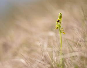 Ophrys araneola sensu auct. plur. (Orchidaceae)  - Ophrys litigieux Pas-de-Calais [France] 13/04/2009 - 170m