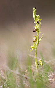 Ophrys araneola sensu auct. plur. (Orchidaceae)  - Ophrys litigieux Pas-de-Calais [France] 13/04/2009 - 170m