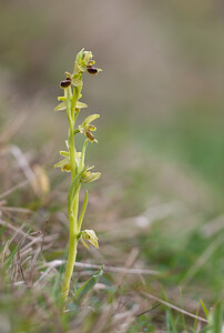 Ophrys araneola sensu auct. plur. (Orchidaceae)  - Ophrys litigieux Pas-de-Calais [France] 13/04/2009 - 160m