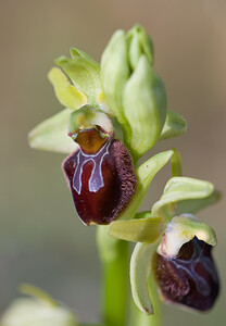 Ophrys aranifera (Orchidaceae)  - Ophrys araignée, Oiseau-coquet - Early Spider-orchid Aude [France] 27/04/2009 - 300m