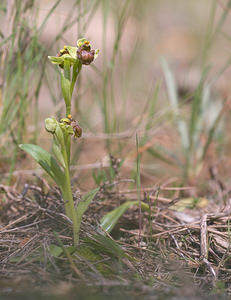 Ophrys bombyliflora (Orchidaceae)  - Ophrys bombyle Aude [France] 21/04/2009 - 30m