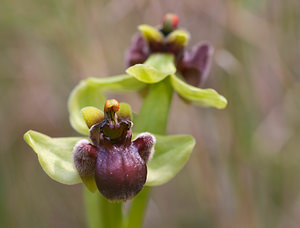 Ophrys bombyliflora (Orchidaceae)  - Ophrys bombyle Aude [France] 21/04/2009 - 30m