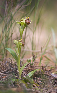 Ophrys bombyliflora (Orchidaceae)  - Ophrys bombyle Aude [France] 21/04/2009 - 30m