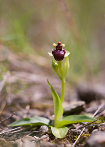 Ophrys bombyliflora (Orchidaceae)  - Ophrys bombyle Aude [France] 21/04/2009 - 30m