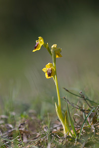 Ophrys lutea (Orchidaceae)  - Ophrys jaune Aude [France] 27/04/2009 - 300m