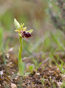 Ophrys passionis (Orchidaceae)  - Ophrys de la Passion Aude [France] 25/04/2009 - 260m