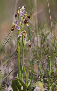 Ophrys scolopax (Orchidaceae)  - Ophrys bécasse Pyrenees-Orientales [France] 22/04/2009 - 30m