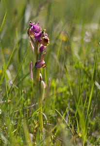 Ophrys tenthredinifera (Orchidaceae)  - Ophrys tenthrède Pyrenees-Orientales [France] 23/04/2009 - 270m