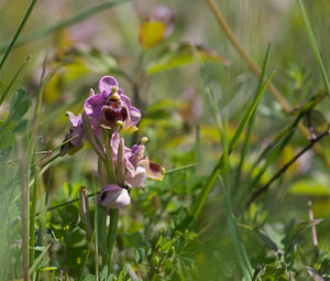 Ophrys tenthredinifera (Orchidaceae)  - Ophrys tenthrède Pyrenees-Orientales [France] 23/04/2009 - 270m