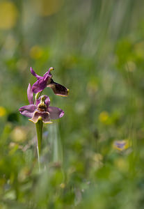 Ophrys tenthredinifera (Orchidaceae)  - Ophrys tenthrède Pyrenees-Orientales [France] 23/04/2009 - 270m