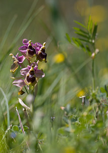 Ophrys tenthredinifera (Orchidaceae)  - Ophrys tenthrède Pyrenees-Orientales [France] 23/04/2009 - 270m