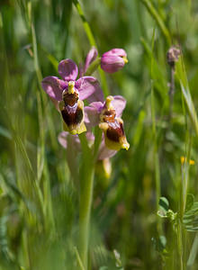 Ophrys tenthredinifera (Orchidaceae)  - Ophrys tenthrède Pyrenees-Orientales [France] 23/04/2009 - 270m