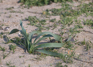 Pancratium maritimum (Amaryllidaceae)  - Pancrace maritime, Lis des sables - Sea Daffodil Pyrenees-Orientales [France] 22/04/2009