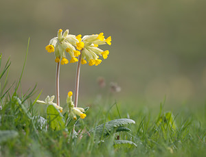 Primula veris (Primulaceae)  - Coucou, Primevère officinale - Cowslip Pas-de-Calais [France] 13/04/2009 - 160m