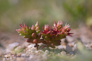 Sedum cespitosum (Crassulaceae)  - Orpin cespiteux, Orpin rougeâtre, Orpin rouge Pyrenees-Orientales [France] 22/04/2009