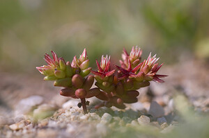 Sedum cespitosum Orpin cespiteux, Orpin rougeâtre, Orpin rouge