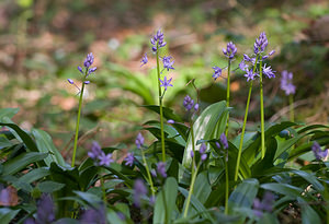 Tractema lilio-hyacinthus (Asparagaceae)  - Scille lis-jacinthe  [France] 24/04/2009 - 960m