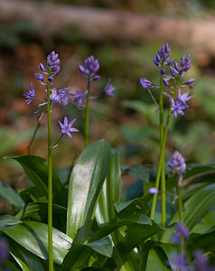 Tractema lilio-hyacinthus (Asparagaceae)  - Scille lis-jacinthe  [France] 24/04/2009 - 960m