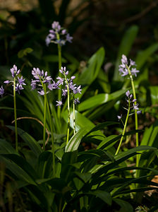 Tractema lilio-hyacinthus (Asparagaceae)  - Scille lis-jacinthe  [France] 24/04/2009 - 960m