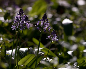 Tractema lilio-hyacinthus (Asparagaceae)  - Scille lis-jacinthe  [France] 24/04/2009 - 980m