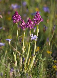 Anacamptis pyramidalis (Orchidaceae)  - Orchis pyramidal - Pyramidal Orchid Drome [France] 27/05/2009 - 580m