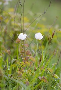 Anemone sylvestris (Ranunculaceae)  - Anémone sylvestre, Anémone sauvage - Snowdrop Anemone Aisne [France] 08/05/2009 - 150m