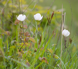 Anemone sylvestris (Ranunculaceae)  - Anémone sylvestre, Anémone sauvage - Snowdrop Anemone Aisne [France] 08/05/2009 - 150m