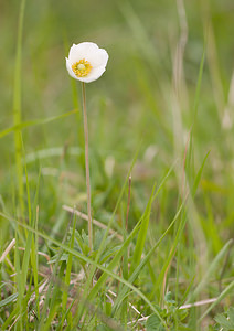 Anemone sylvestris (Ranunculaceae)  - Anémone sylvestre, Anémone sauvage - Snowdrop Anemone Aisne [France] 08/05/2009 - 150m