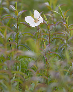 Anemone sylvestris (Ranunculaceae)  - Anémone sylvestre, Anémone sauvage - Snowdrop Anemone Aisne [France] 08/05/2009 - 150m