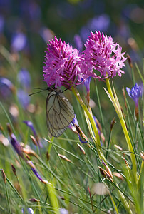 Aporia crataegi (Pieridae)  - Gazé Drome [France] 27/05/2009 - 710m