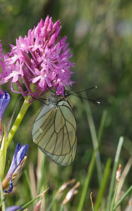 Aporia crataegi (Pieridae)  - Gazé Drome [France] 27/05/2009 - 710m